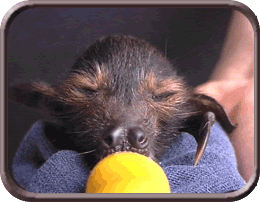 Spectacled Flying Fox Bub with Bottle
