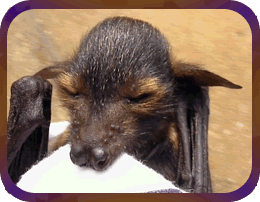 Spectacled Flying Fox Bub