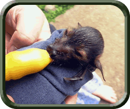 Feeding Spectacled Flying Fox Bub with Bottle