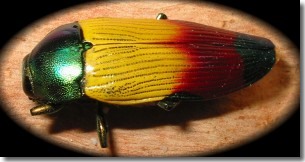 beetle in iridescent green, yellow, red and black