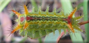 mystery caterpillar 3cm long and causes stinging if you brush against it