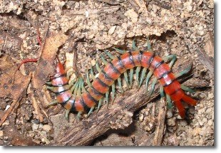 bush centipede, about 5cm long (2 inches)