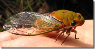 cicada warming up in morning sun