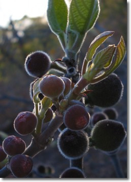 native figs