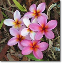 frangipani blossoms come in many colours