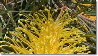 grevillea blossom close-up