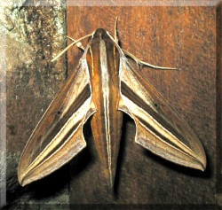 hawk moth's body is almost 4cm long