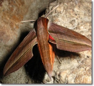 hawk moth in brown, orange, red