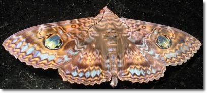 visiting moth displays colours of harmony