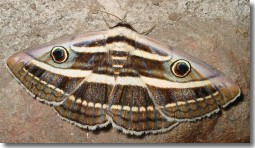 moth with eyespots on wings
