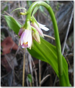 Australian native ground orchid: Shepherd's Crook