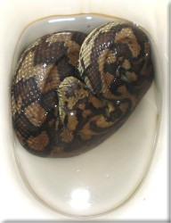 Python in toilet bowl